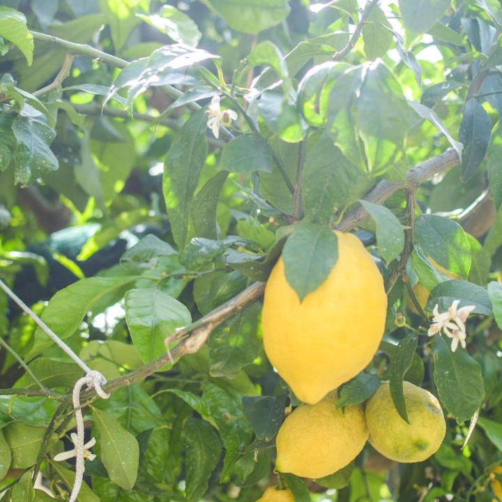 Photo of Others in Pucara