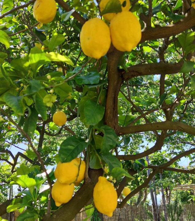 Photo of Others in Anacapri