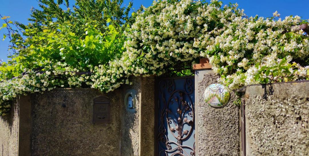 Photo of Others in Anacapri