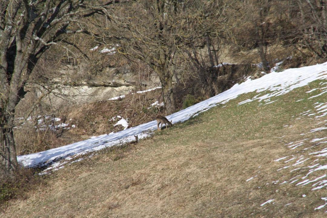 Photo of Others in Selvapiana