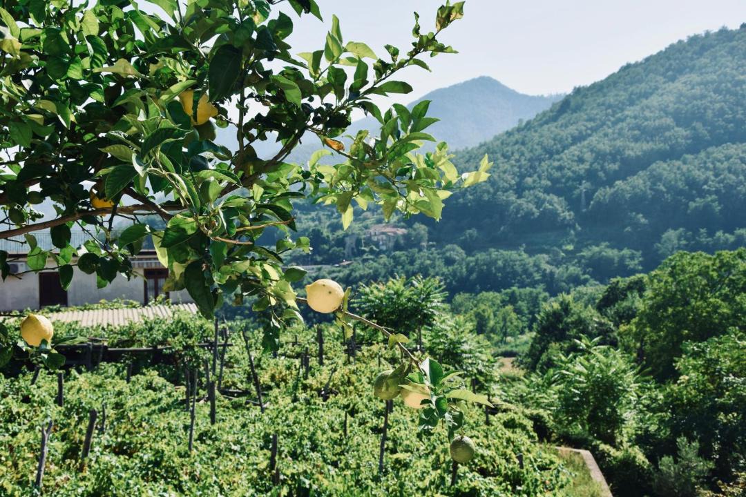 Photo of Outdoor in Campinola