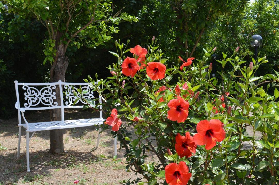 Photo of Others in Piano di Sorrento