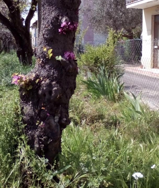 Photo of Buildings in Terontola