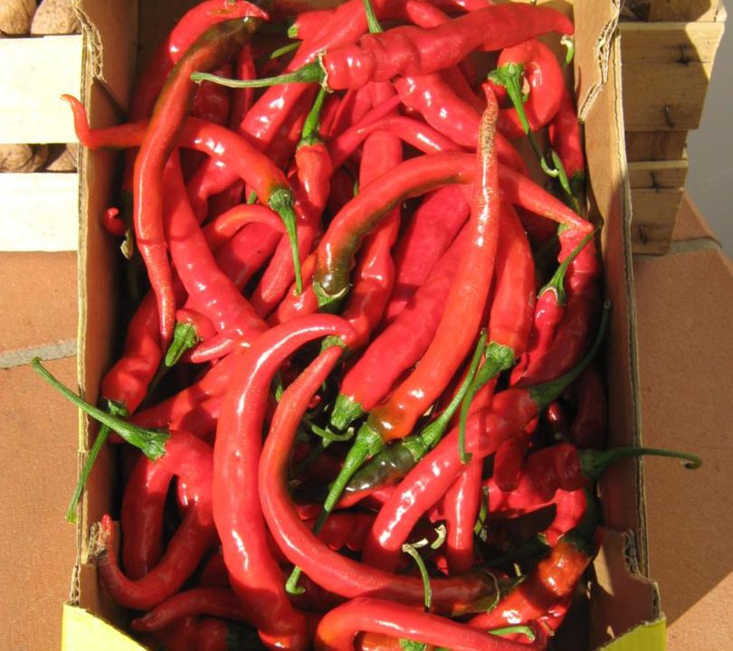 Photo of Others in Rosciano