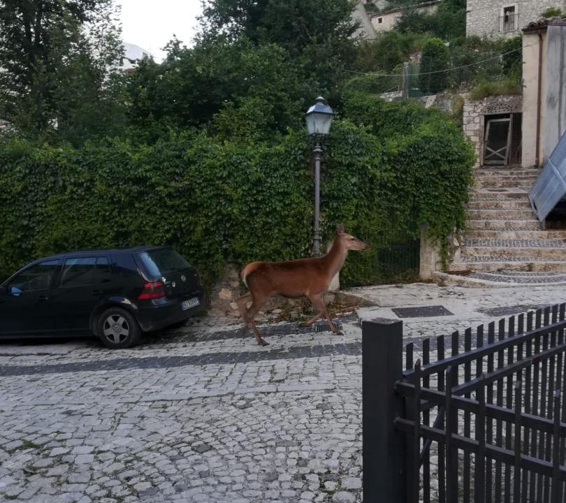 Photo of Others in Barrea