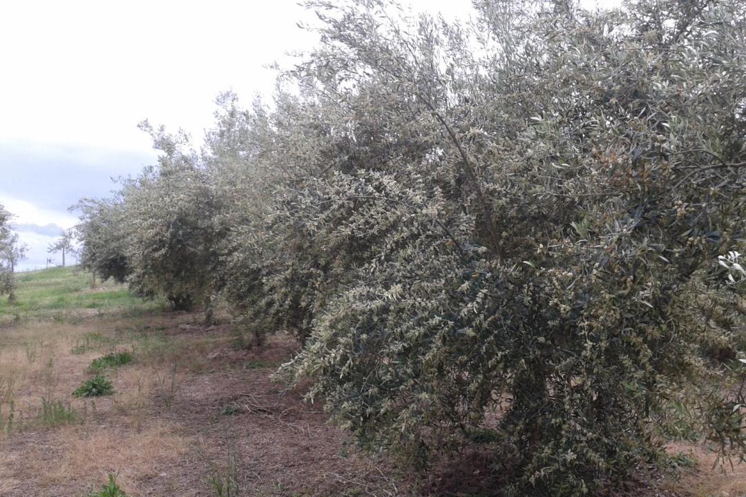 Photo of Outdoor in Limbadi