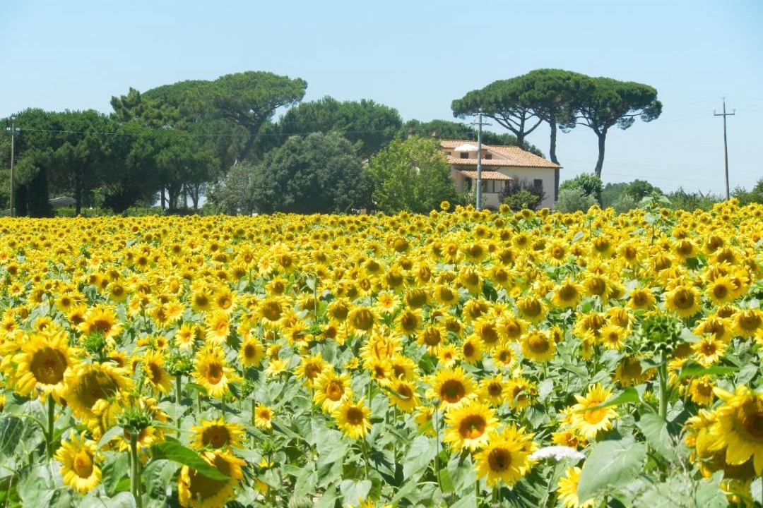 Photo of Others in Ferretto