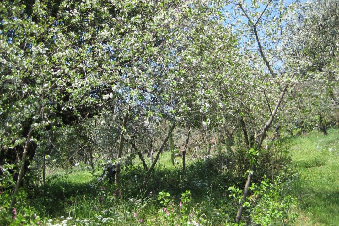 Photo of Outdoor in Itri