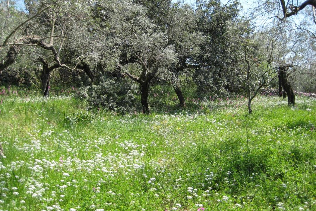 Photo of Outdoor in Itri